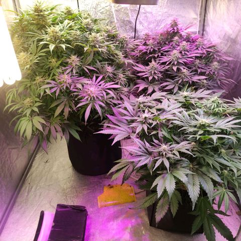 Royal Cookies Automatic growlog timeline photo