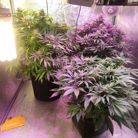 Royal Cookies Automatic growlog timeline photo