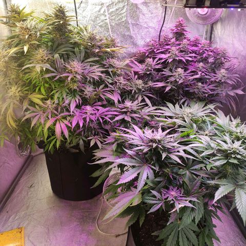 Royal Cookies Automatic growlog timeline photo