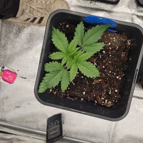 Cookie the first growlog timeline photo