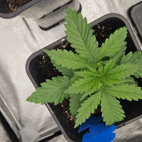 Cookie the third growlog timeline photo