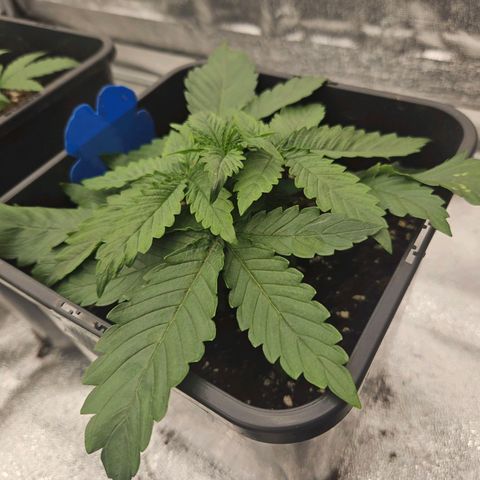 Cookie the first growlog timeline photo