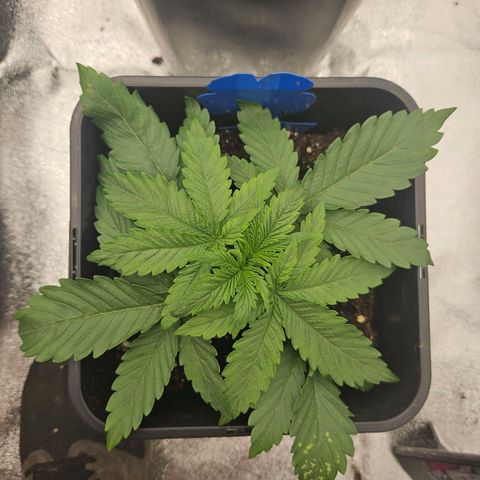 Cookie the first growlog timeline photo