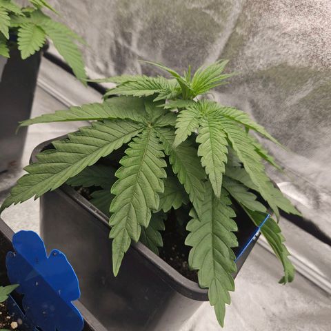 Cookie the third growlog timeline photo