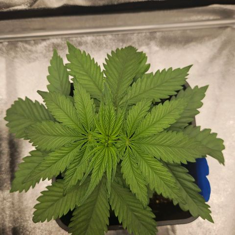 Cookie the third growlog timeline photo