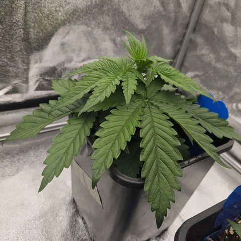 Cookie the third growlog timeline photo