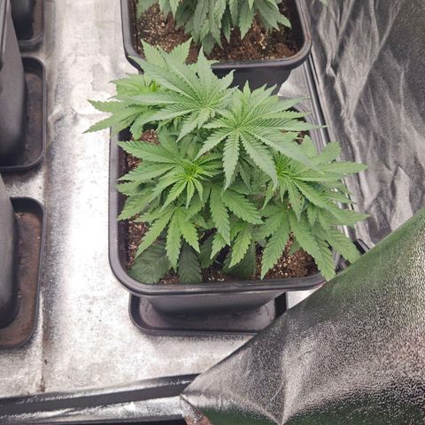 Cookie the first growlog timeline photo