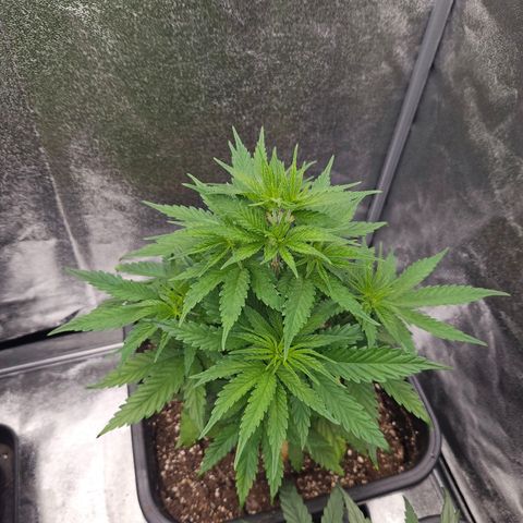 Cookie the third growlog timeline photo