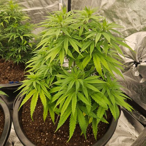 Cookie the third growlog timeline photo