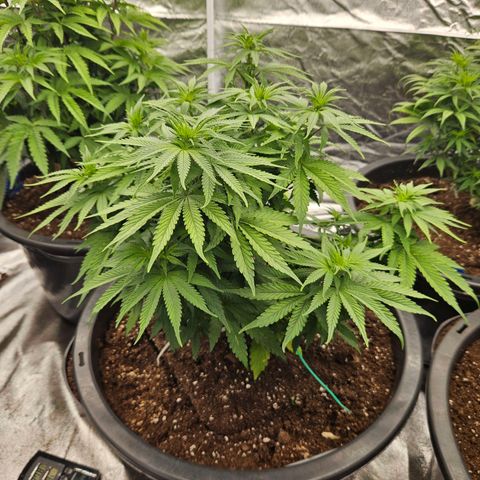 Cookie the first growlog timeline photo