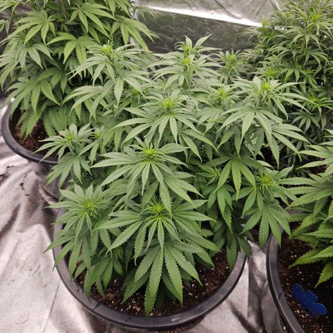 Cookie the first growlog timeline photo