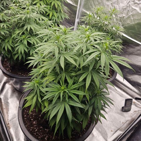 Cookie the third growlog timeline photo