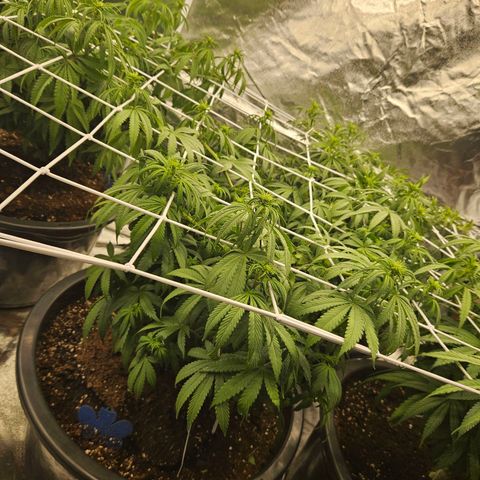 Cookie the first growlog timeline photo