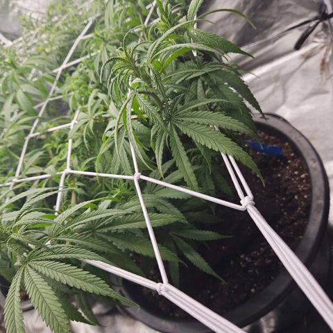 Cookie the third growlog timeline photo