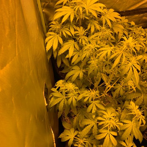Auto Bruce Banner #3 growlog timeline photo