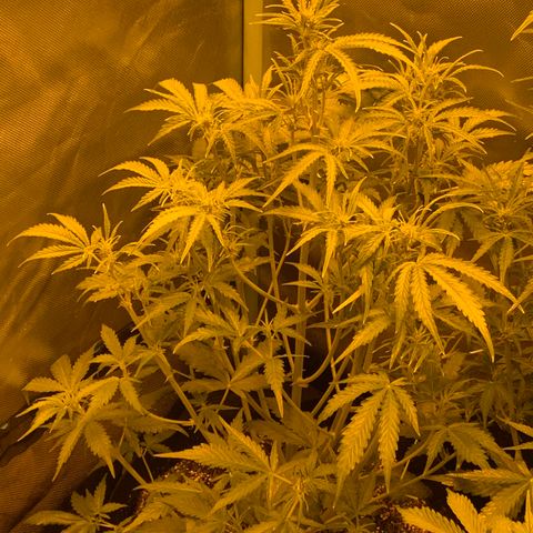 Auto Bruce Banner #3 growlog timeline photo