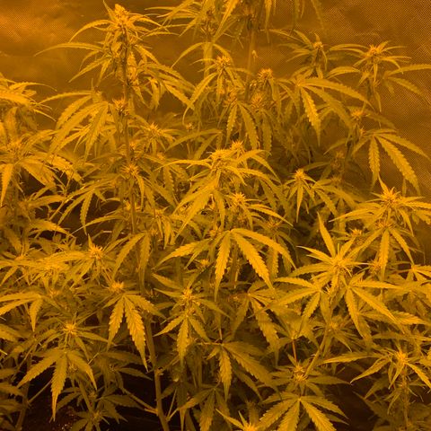 Auto Bruce Banner #3 growlog timeline photo