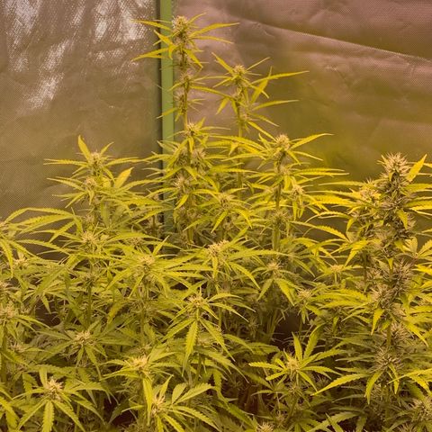 Auto Bruce Banner #3 growlog timeline photo