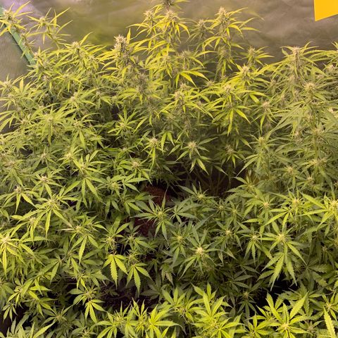 Auto Bruce Banner #3 growlog timeline photo