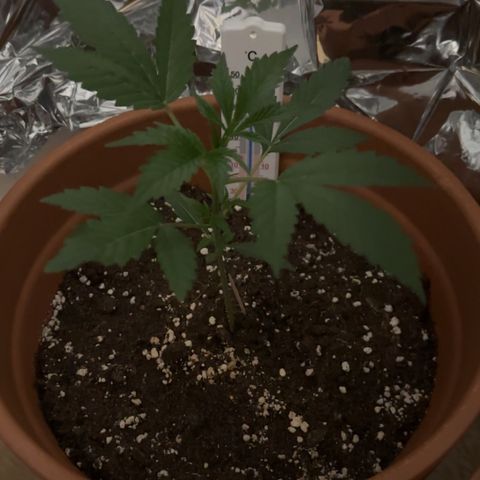 Holy Mary Jay growlog timeline photo