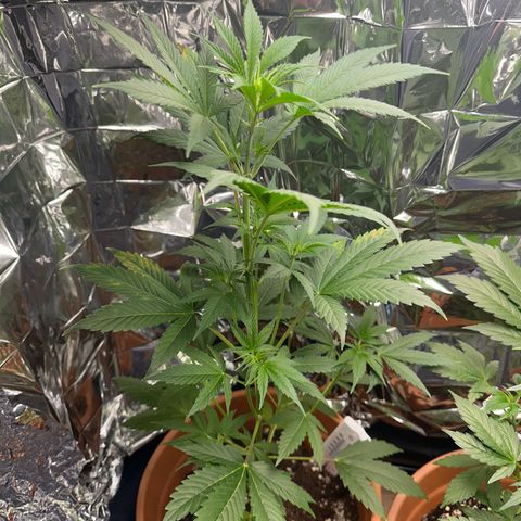 Holy Mary Jay growlog timeline photo