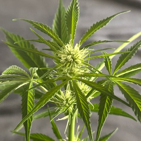 Holy Mary Jay growlog timeline photo