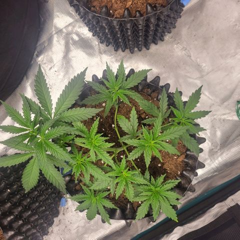Jamajka growlog timeline photo