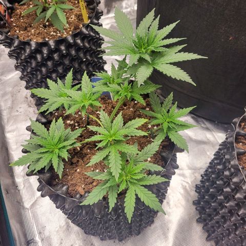 Jamajka growlog timeline photo