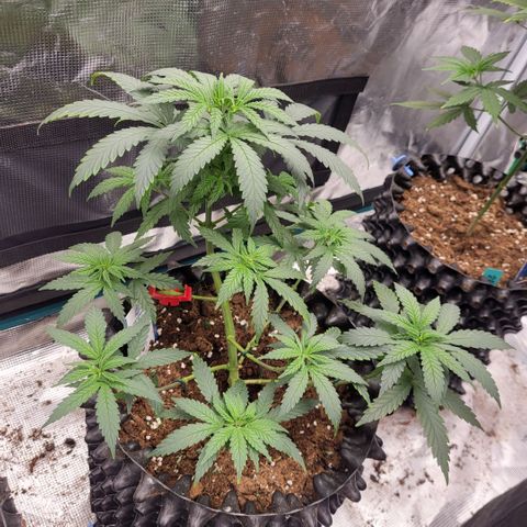 Jamajka growlog timeline photo