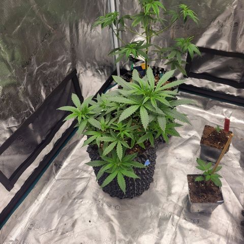 Jamajka growlog timeline photo
