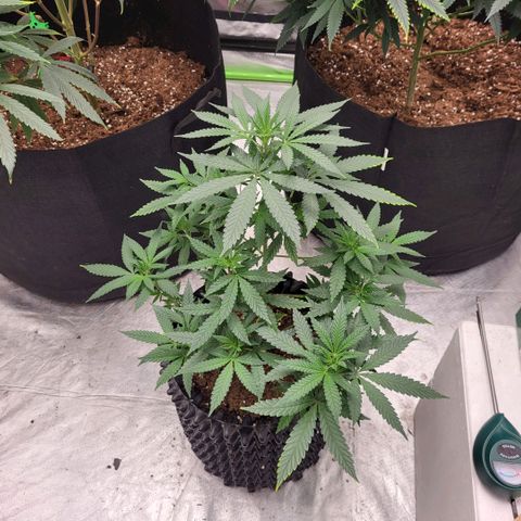Jamajka growlog timeline photo