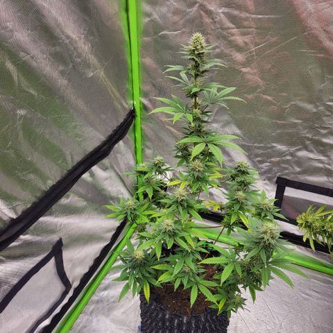 Jamajka growlog timeline photo