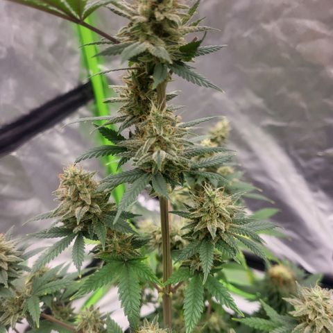 Jamajka growlog timeline photo