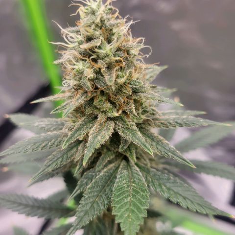 Jamajka growlog timeline photo