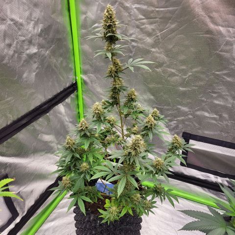 Jamajka growlog timeline photo