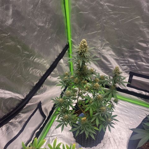 Jamajka growlog timeline photo