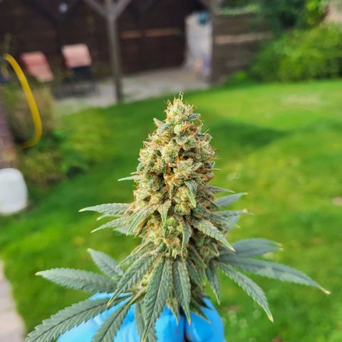 Jamajka growlog timeline photo