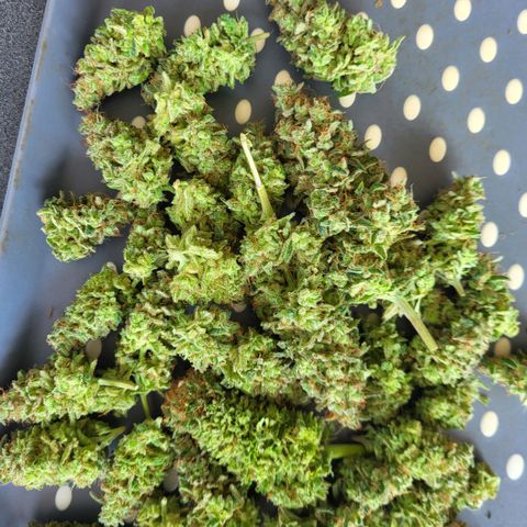 Jamajka growlog timeline photo
