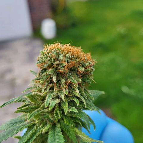Jamajka growlog timeline photo