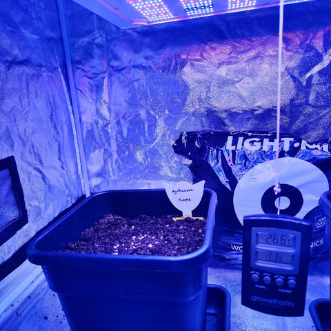 Miss Purple growlog timeline photo
