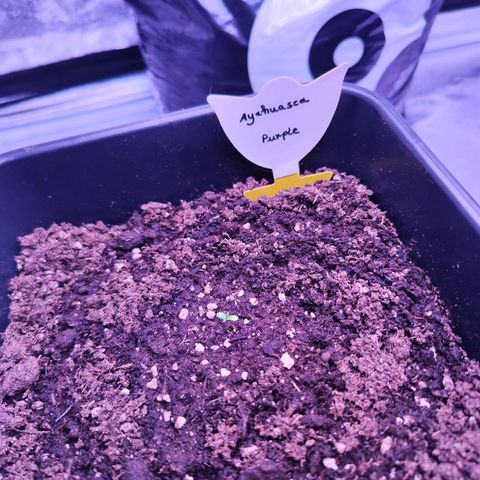 Miss Purple growlog timeline photo
