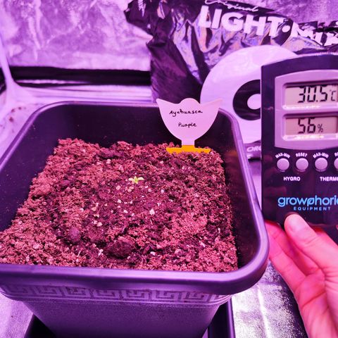 Miss Purple growlog timeline photo