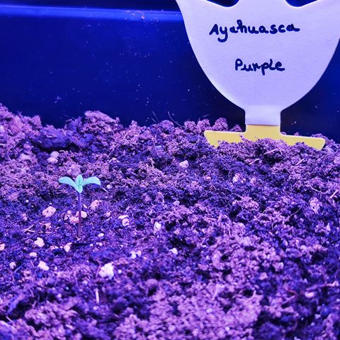 Miss Purple growlog timeline photo