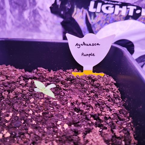 Miss Purple growlog timeline photo
