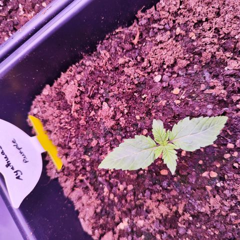 Miss Purple growlog timeline photo