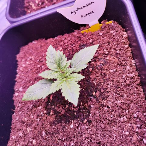 Miss Purple growlog timeline photo