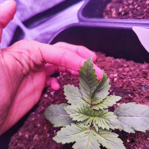 Miss Purple growlog timeline photo