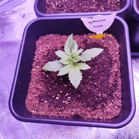 Miss Purple growlog timeline photo