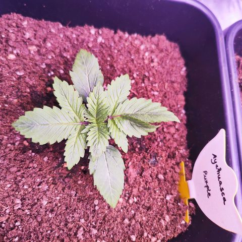 Miss Purple growlog timeline photo