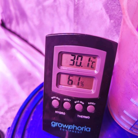 Miss Purple growlog timeline photo